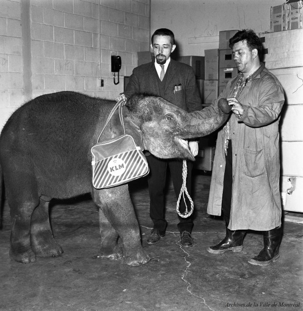 Désiré Aerts (Oncle Pierre) accueillant un éléphant à l'aéroport de Dorval, 1964, VM94,C373