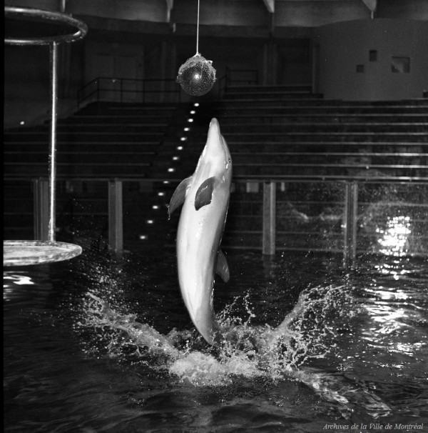 Spectacle de dauphins à l’aquarium Alcan / Macot. – 1967. Archives de la Ville de Montréal. VM94-A0662-018