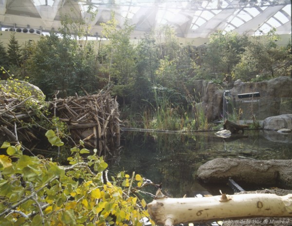 Début du Biodôme de Montréal; habitat du castor dans l’Érablière des Laurentides – [1992]. - VM168-Y-3_28-003. - Archives de la Ville de Montréal.